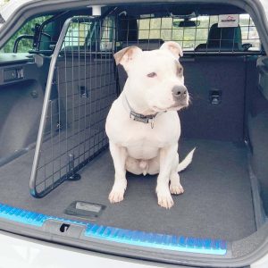 SEAT LEON ST (2013-2020) Hundegitter und verstellbarer Kofferraumteiler bündel (Teile NR.G1504B*)