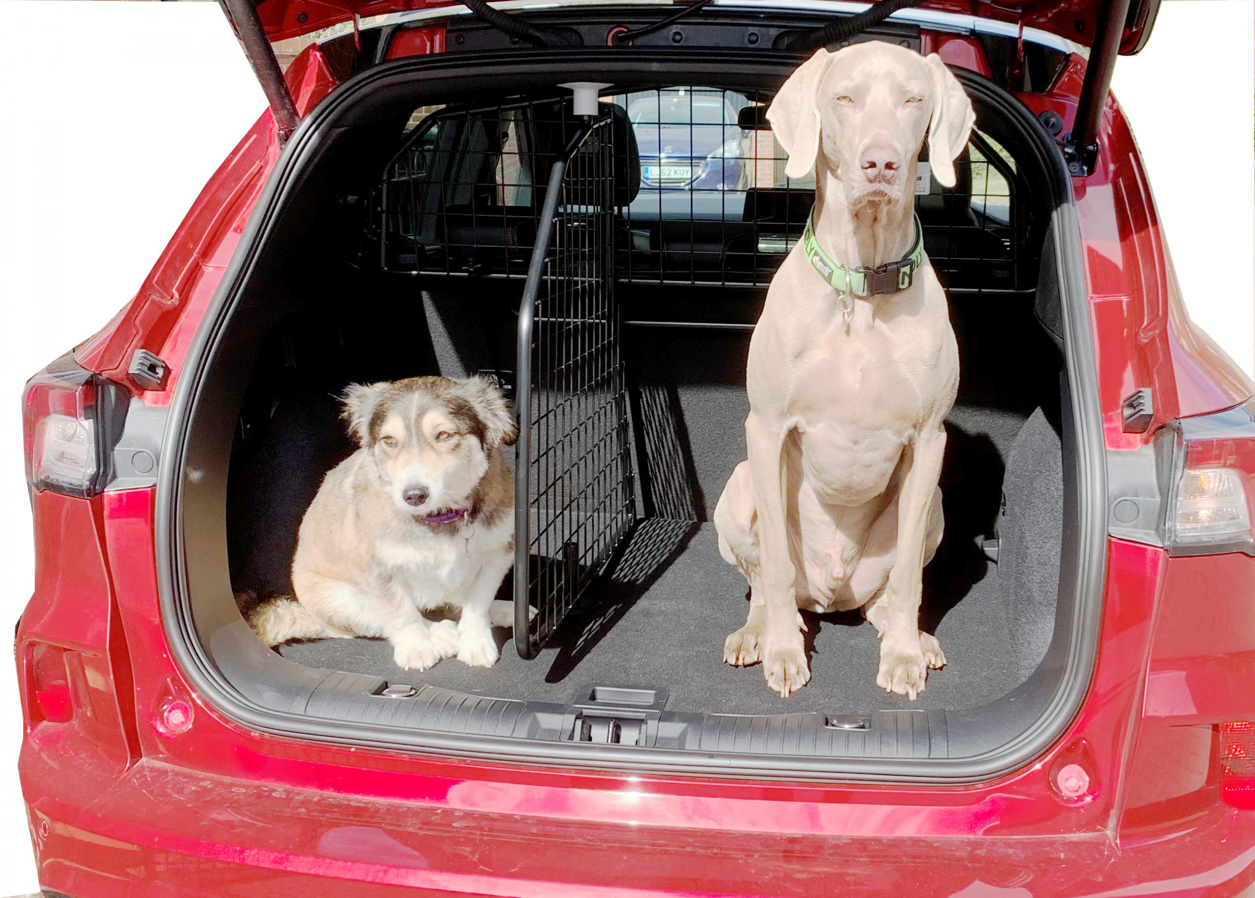 Guardsman - Tesla Model Y – Grille de Séparation pour Chien et Grille de  Division Adaptable