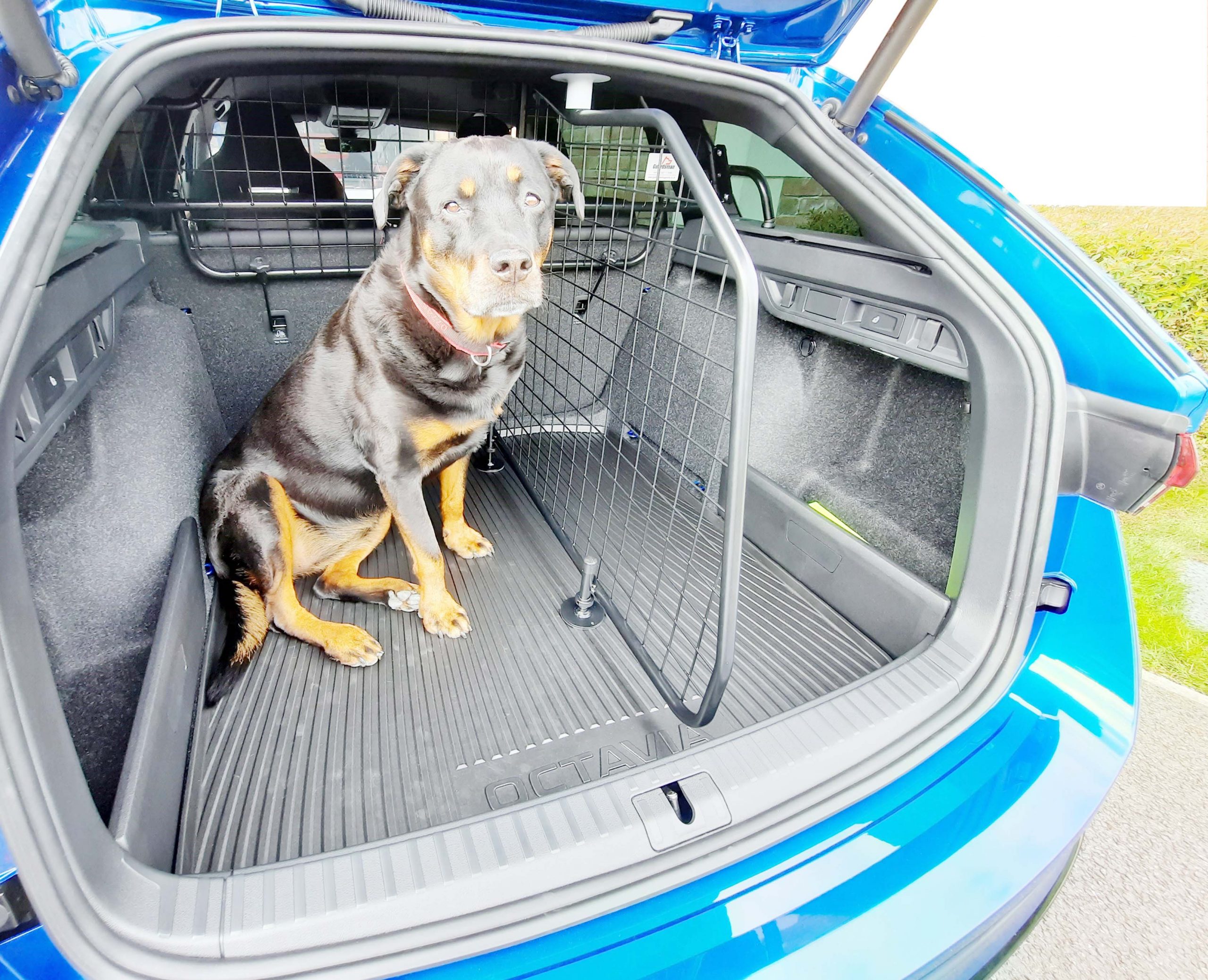 Grille pare-chien Skoda Octavia IV Combi (NX)