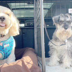 VW TIGUAN #3 HUNDEGITTER UND VERSTELLBARER KOFFERRAUMTEILER BÜNDEL  (Teile Nr. G1701B*)