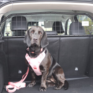 MG ZS Dog Guard #2 (2024 onwards) (part no. G1733)
